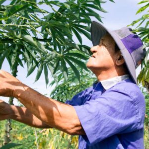 Pure Tapioca Starch – For Food Applications